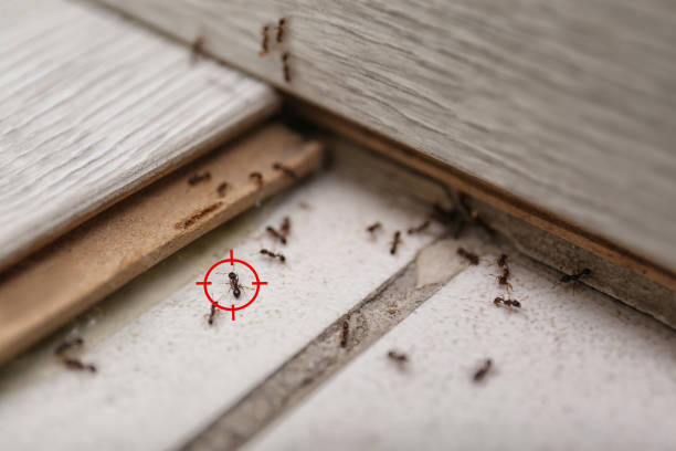 Reliable Old River Winfree, TX Pest Control Solutions