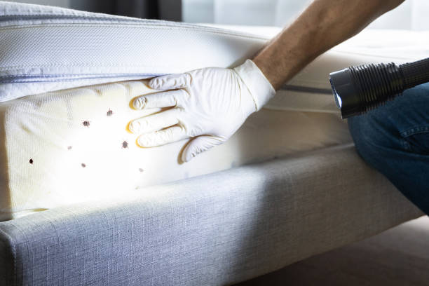 Best Pest Control Near Me  in Old River Winfree, TX