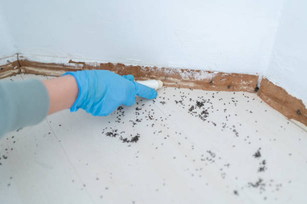 Best Flea Control Services  in Old River Winfree, TX